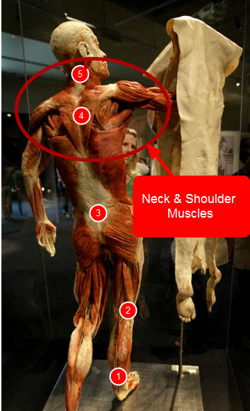 neck & Shoulder